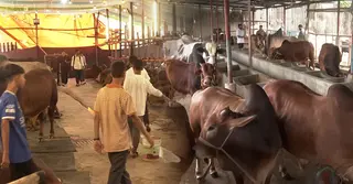 চট্টগ্রামে জমে উঠেছে কোরবানির পশু বেচাকেনা, দাম বাড়বে প্রায় ১০ শতাংশ